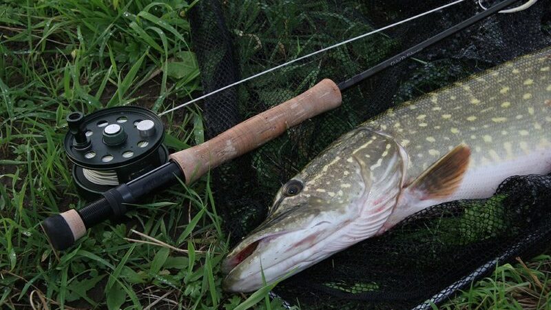 découvrez les meilleures techniques de pêche au streamer pour le brochet et améliorez vos captures grâce à nos conseils experts.