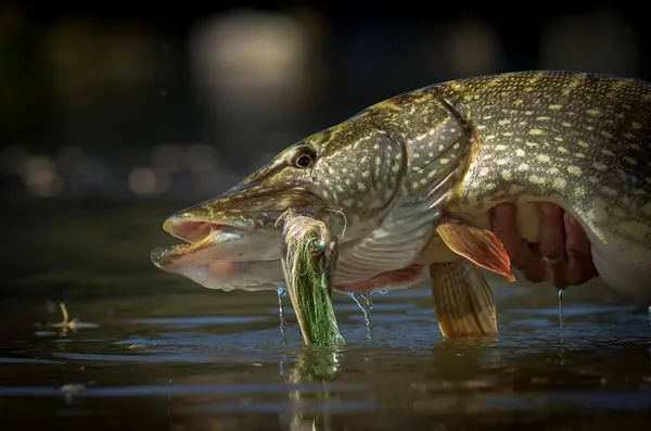 découvrez les meilleures techniques de pêche au streamer pour le brochet, alliant conseils pratiques et astuces pour optimiser votre expérience de pêche.